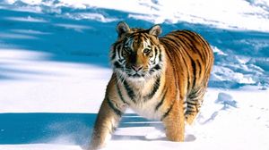 Превью обои тигр, снег, бежать, хищник