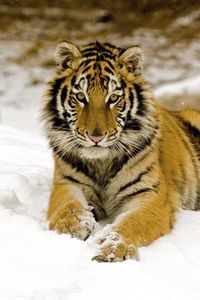 Превью обои тигр, снег, детеныш, хищник