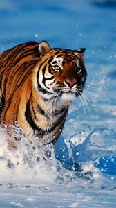 Превью обои тигр, снег, хищник, бежать