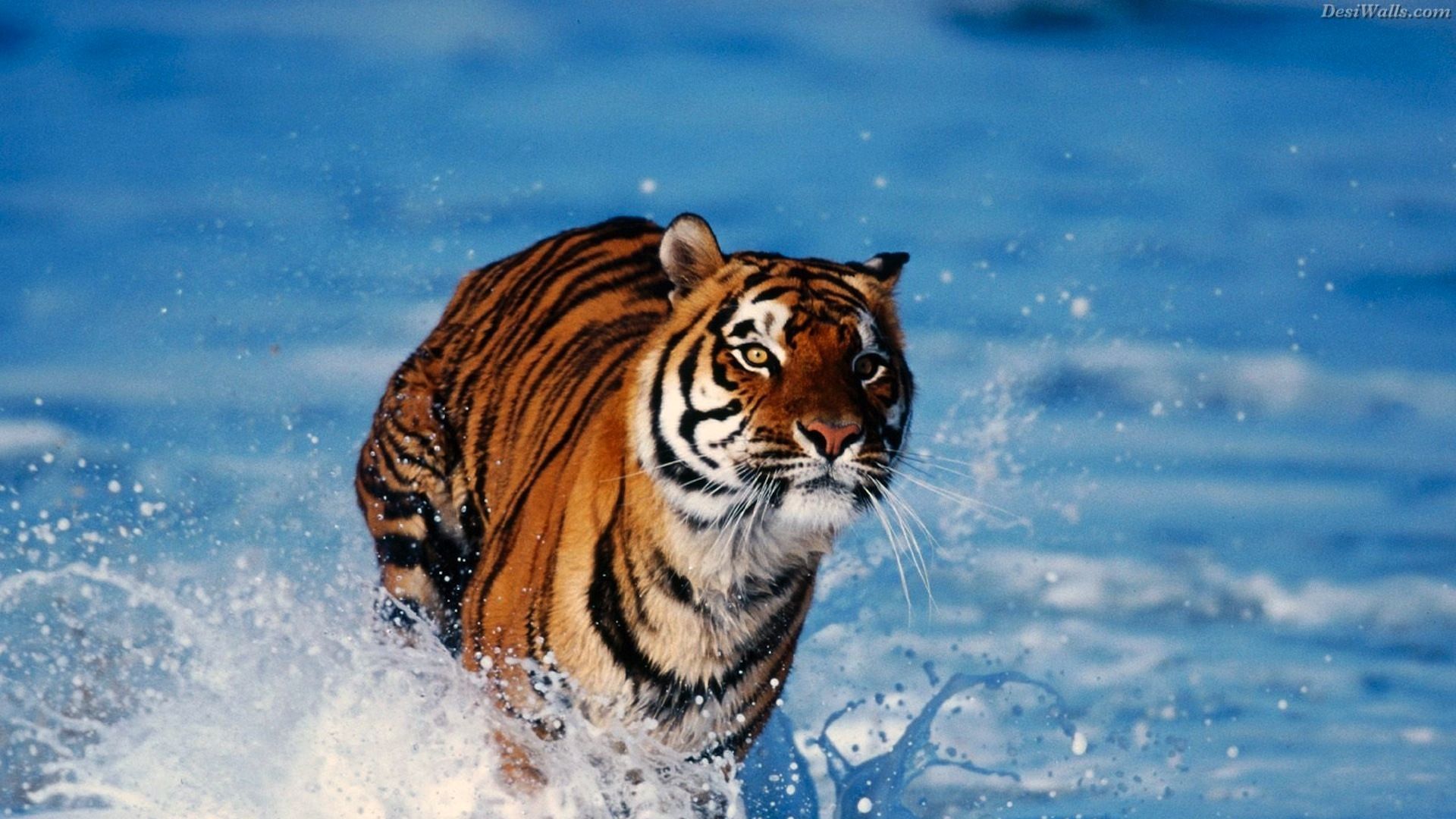 Уссурийский тигр фото картинки