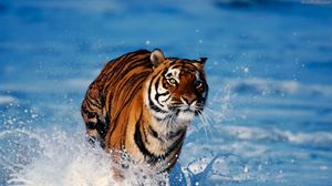 Превью обои тигр, снег, хищник, бежать