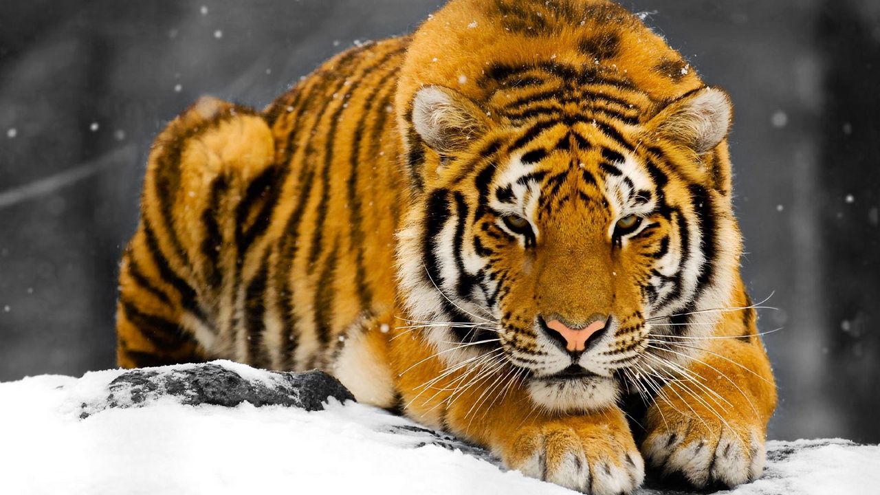 Обои тигр, снег, хищник, прятаться