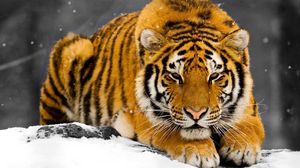 Превью обои тигр, снег, хищник, прятаться