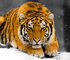 Превью обои тигр, снег, хищник, прятаться