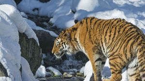 Превью обои тигр, снег, хищник