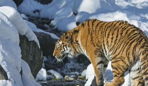 Превью обои тигр, снег, хищник