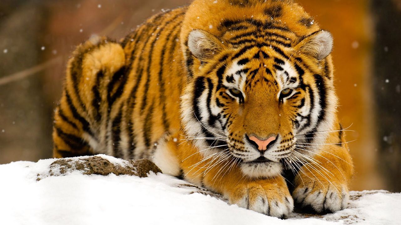 Обои тигр, снег, лежать, большая кошка