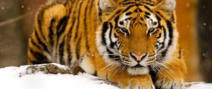 Превью обои тигр, снег, лежать, большая кошка