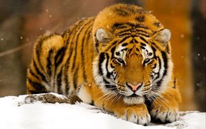 Превью обои тигр, снег, лежать, большая кошка