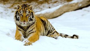 Превью обои тигр, снег, лежать, большая кошка, хищник