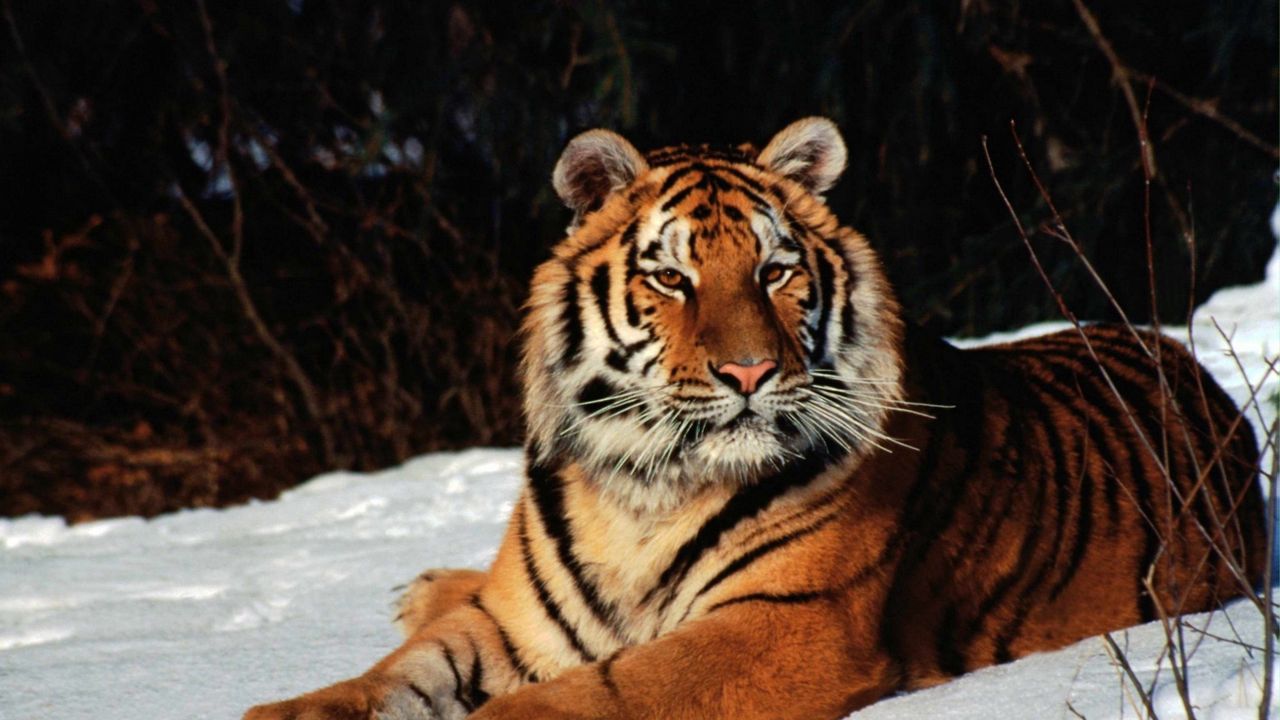 Обои тигр, снег, лежать, хищник