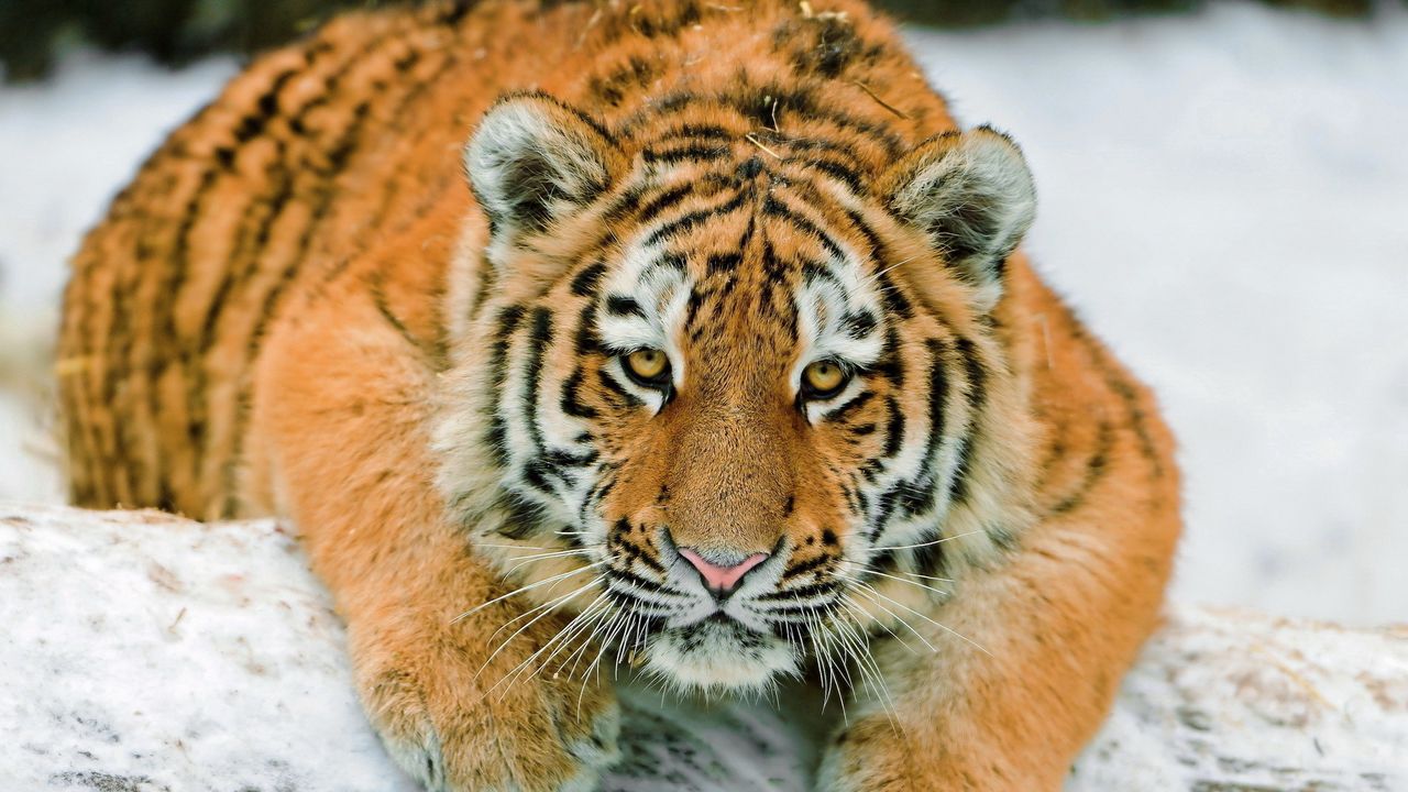 Обои тигр, снег, лежать, большая кошка, хищник