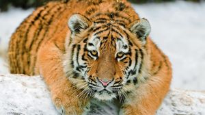 Превью обои тигр, снег, лежать, большая кошка, хищник