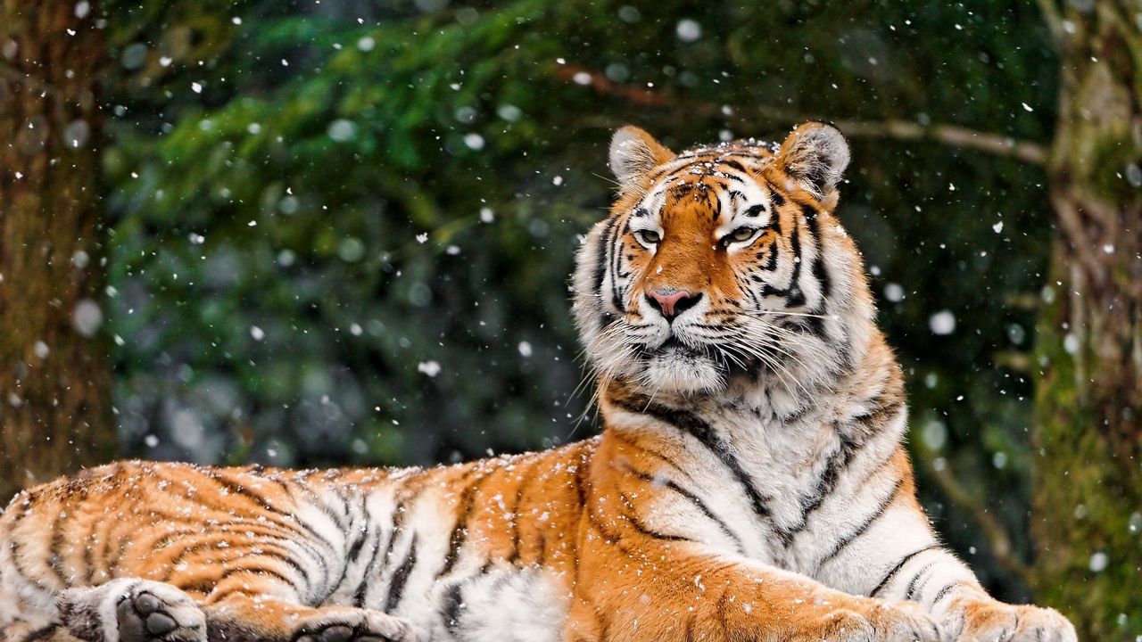 Обои тигр, снег, лежать, животное
