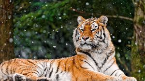Превью обои тигр, снег, лежать, животное
