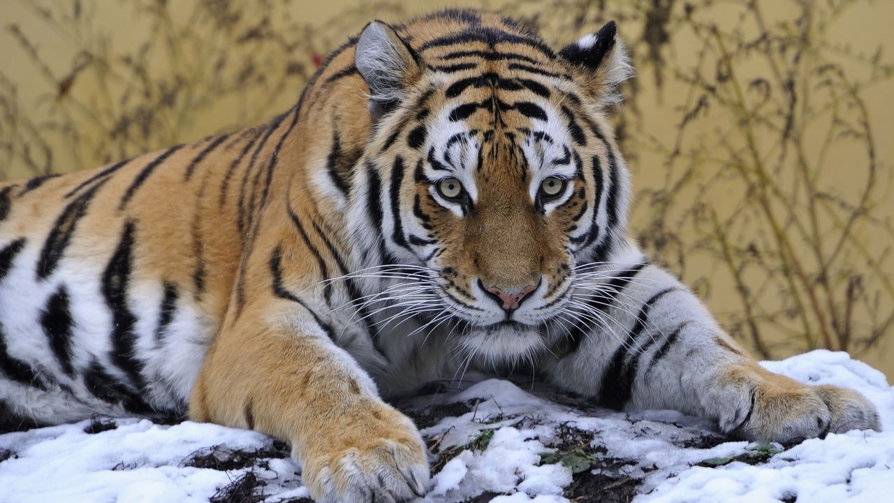 Обои тигр, снег, лежать, лапа, взгляд, хищник