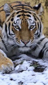 Превью обои тигр, снег, лежать, лапа, взгляд, хищник