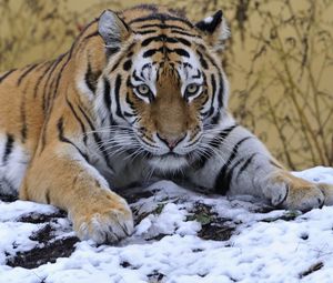 Превью обои тигр, снег, лежать, лапа, взгляд, хищник