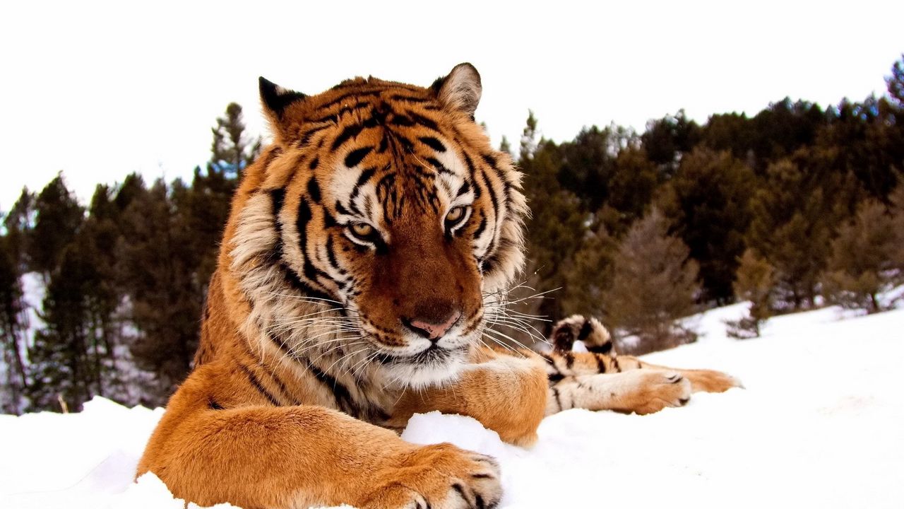 Обои тигр, снег, полосатый, большая кошка