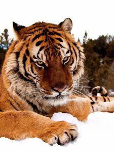 Превью обои тигр, снег, полосатый, большая кошка