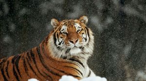 Превью обои тигр, снег, полосатый, хищник, большая кошка