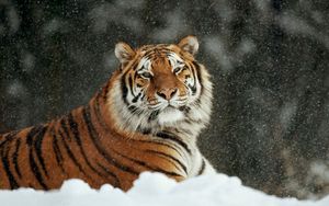 Превью обои тигр, снег, полосатый, хищник, большая кошка