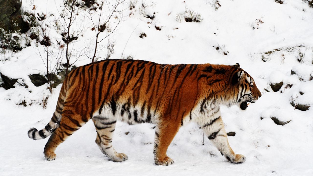 Обои тигр, снег, прогулка, окрас, большая кошка, хищник