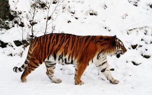 Превью обои тигр, снег, прогулка, окрас, большая кошка, хищник