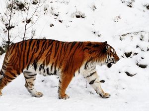 Превью обои тигр, снег, прогулка, окрас, большая кошка, хищник