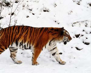 Превью обои тигр, снег, прогулка, окрас, большая кошка, хищник