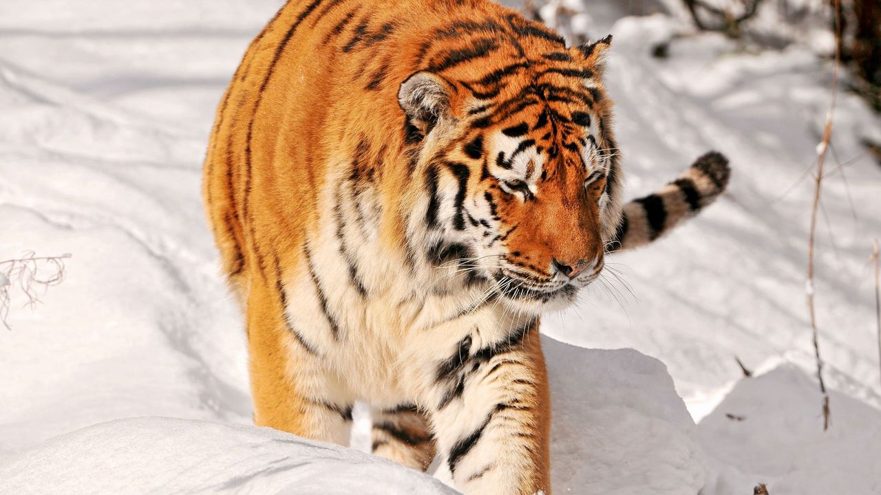 Обои тигр, снег, прогулка, хищник