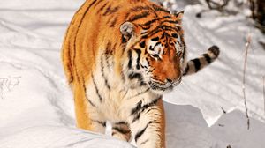 Превью обои тигр, снег, прогулка, хищник