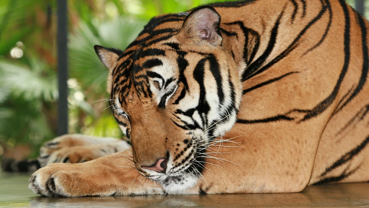 Обои тигр, сон, хищник, морда, большая кошка