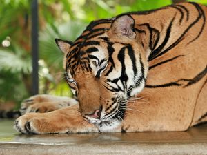 Превью обои тигр, сон, хищник, морда, большая кошка