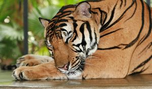 Превью обои тигр, сон, отдых, хищник