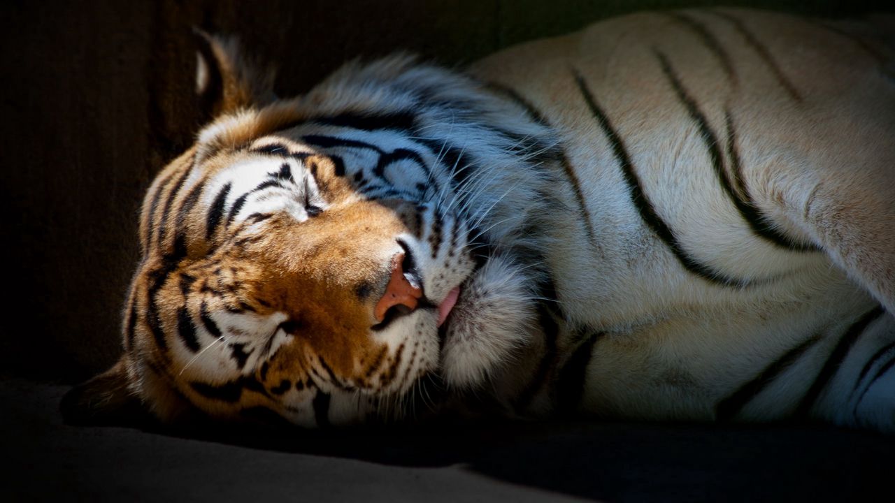 Обои тигр, сон, тень, полосатый, большая кошка, хищник