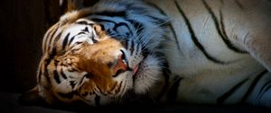Превью обои тигр, сон, тень, полосатый, большая кошка, хищник