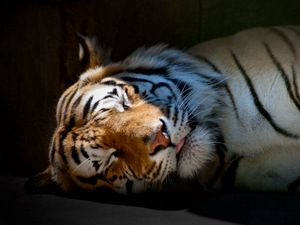 Превью обои тигр, сон, тень, полосатый, большая кошка, хищник
