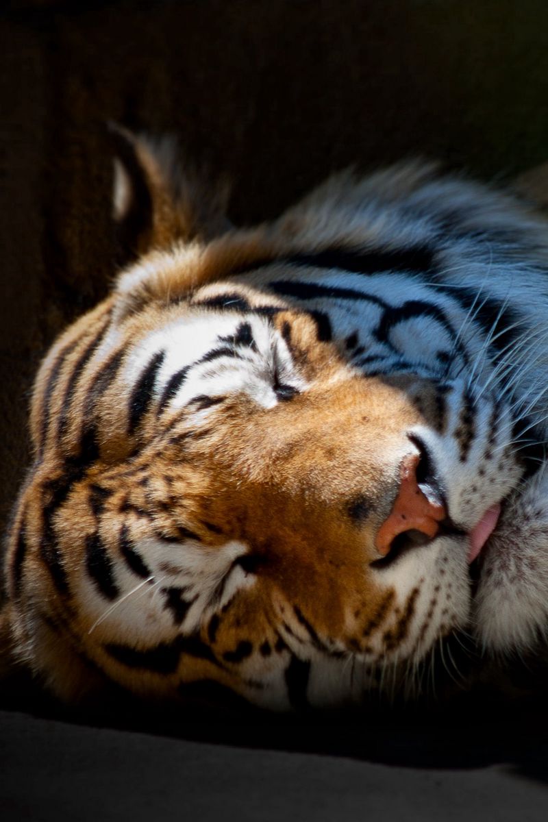 Тигр спит фото
