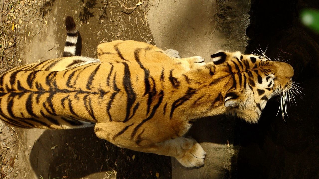 Обои тигр, спина, полосы, вода, охота