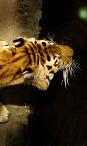 Превью обои тигр, спина, полосы, вода, охота