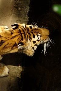 Превью обои тигр, спина, полосы, вода, охота