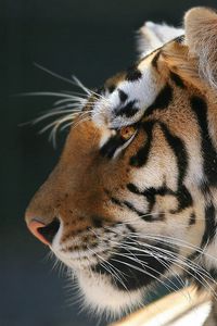 Превью обои тигр, спокойствие, животное, хищник