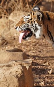 Превью обои тигр, стоять, высунутый язык, большая кошка, хищник