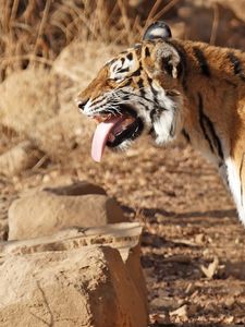 Превью обои тигр, стоять, высунутый язык, большая кошка, хищник