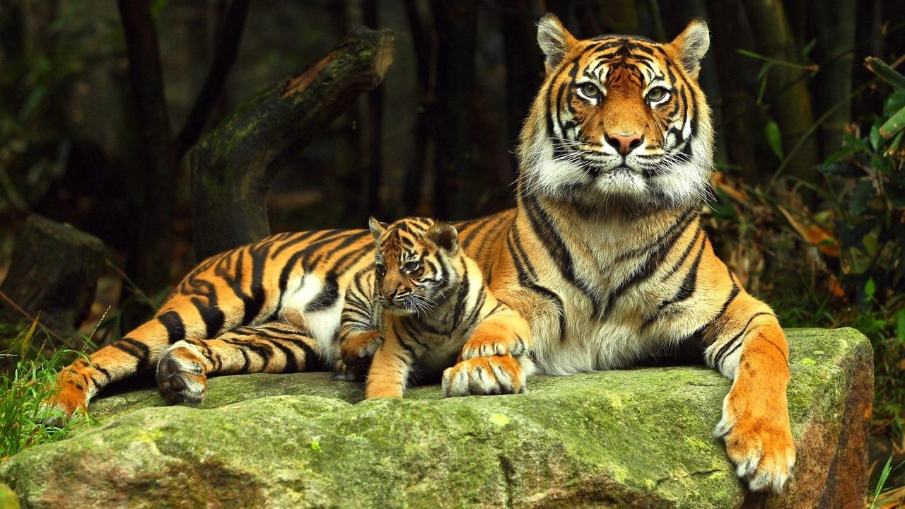 Обои тигр, тигренок, камень, лежать, детеныш