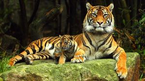Превью обои тигр, тигренок, камень, лежать, детеныш