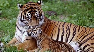 Превью обои тигр, тигренок, лежать, семья, забота, детеныш, большая кошка, хищник