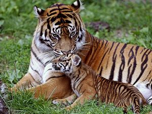 Превью обои тигр, тигренок, лежать, семья, забота, детеныш, большая кошка, хищник