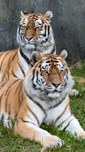 Превью обои тигр, тигры, большая кошка, хищник